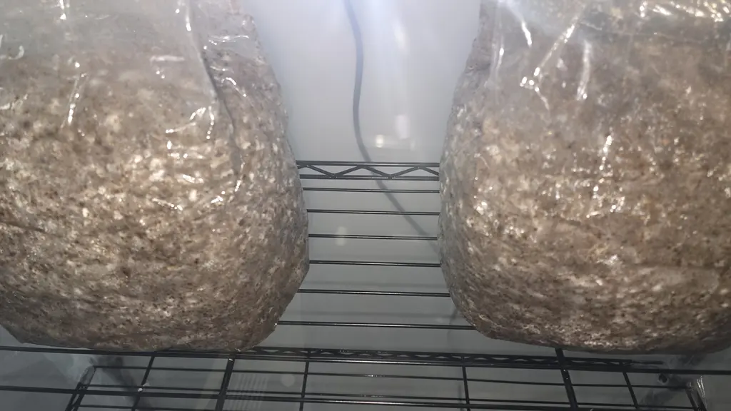 Close-up of a substrate bag showing white mycelium colonizing the sterilized grain