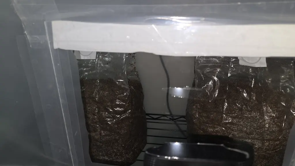 Two substrate bags on wire shelving inside the grow tent, viewed through the window